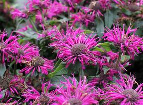 Zavinutka 'Sugar Buzz Grape Gumball' - Monarda 'Sugar Buzz Grape Gumball'