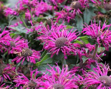 Zavinutka 'Sugar Buzz Grape Gumball'