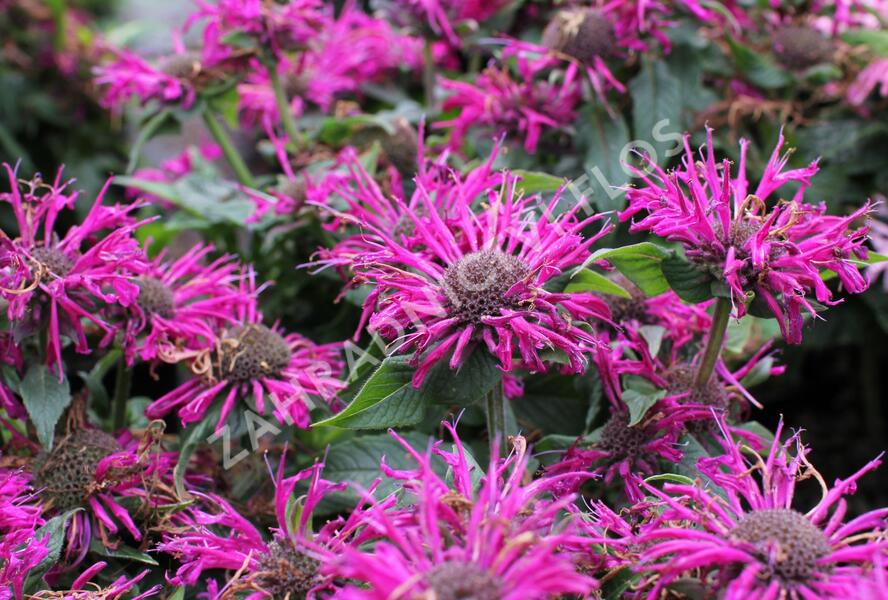 Zavinutka 'Sugar Buzz Grape Gumball' - Monarda 'Sugar Buzz Grape Gumball'