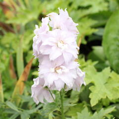 Ostrožka Magic Fountain 'Cherry Blossom' - Delphinium Magic Fountain 'Cherry Blossom'