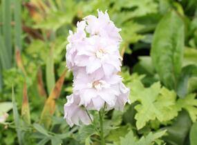 Ostrožka Magic Fountain 'Cherry Blossom' - Delphinium Magic Fountain 'Cherry Blossom'