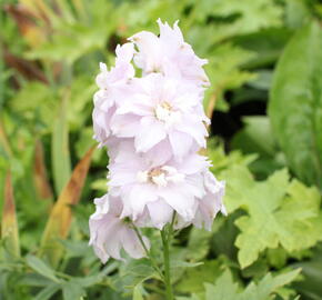 Ostrožka Magic Fountain 'Cherry Blossom' - Delphinium Magic Fountain 'Cherry Blossom'