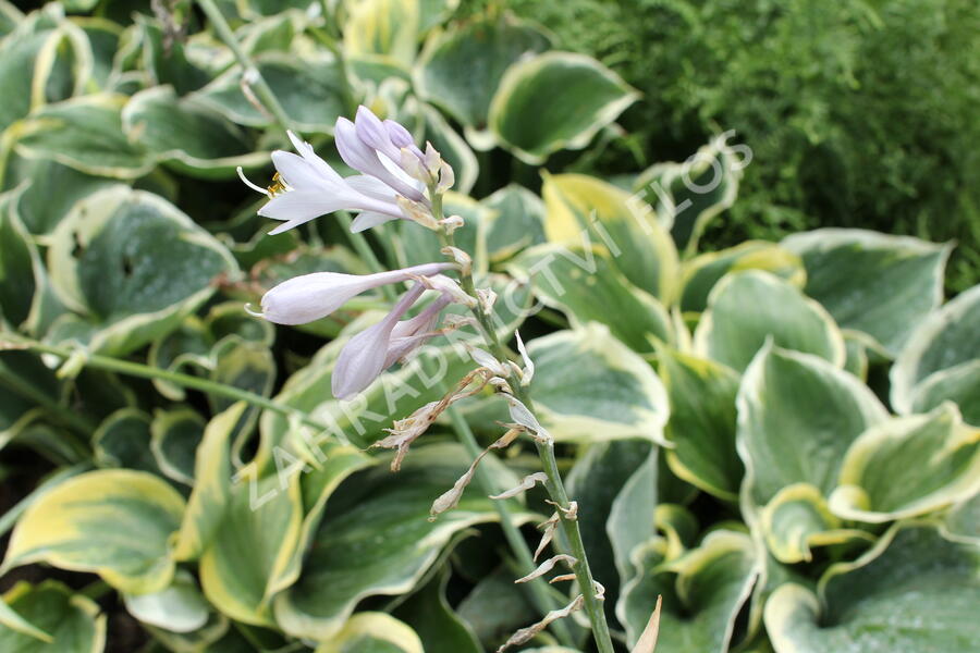 Bohyška 'Liberty' - Hosta 'Liberty'