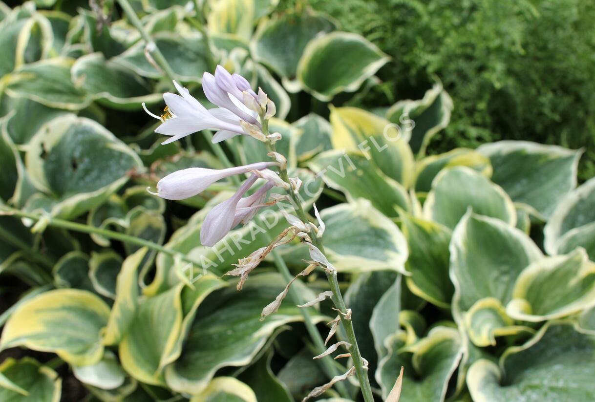 Bohyška 'Liberty' - Hosta 'Liberty'