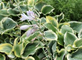 Bohyška 'Liberty' - Hosta 'Liberty'