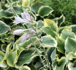 Bohyška 'Liberty' - Hosta 'Liberty'