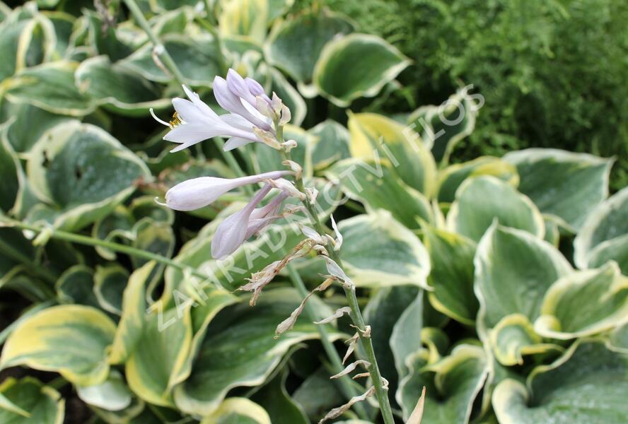 Bohyška 'Liberty' - Hosta 'Liberty'