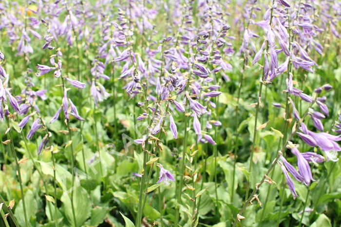 Bohyška 'Stirfry' - Hosta 'Stirfry'