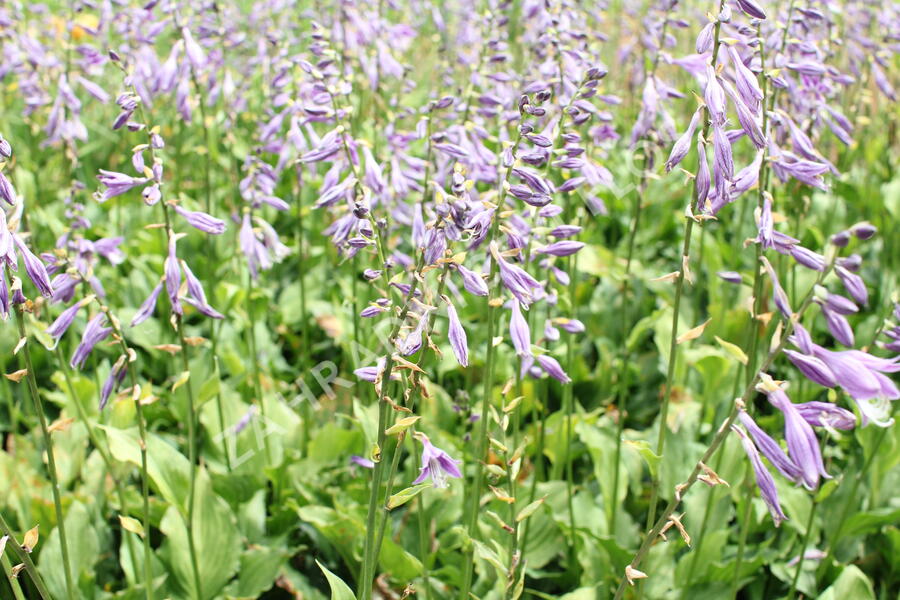 Bohyška 'Stirfry' - Hosta 'Stirfry'