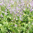 Bohyška 'Stirfry' - Hosta 'Stirfry'
