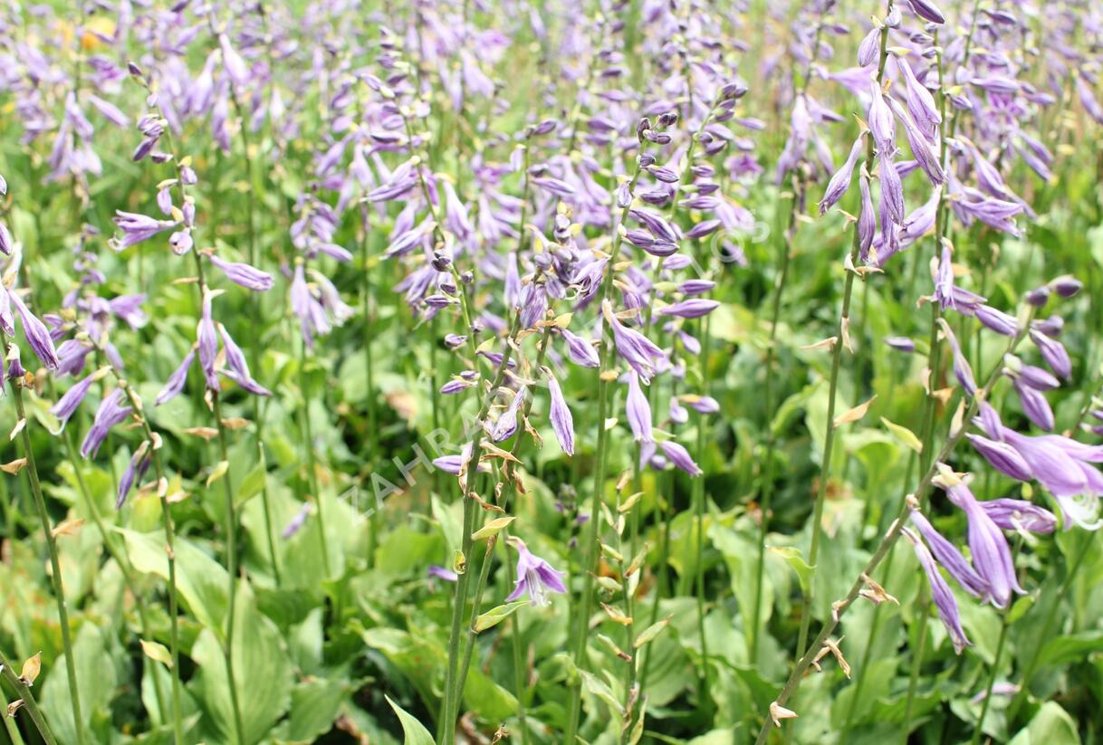 Bohyška 'Stirfry' - Hosta 'Stirfry'