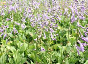 Bohyška 'Stirfry' - Hosta 'Stirfry'