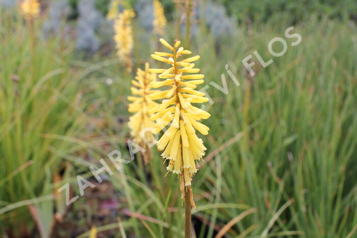 Kleopatřina jehla 'Vanille' - Kniphofia 'Vanille'