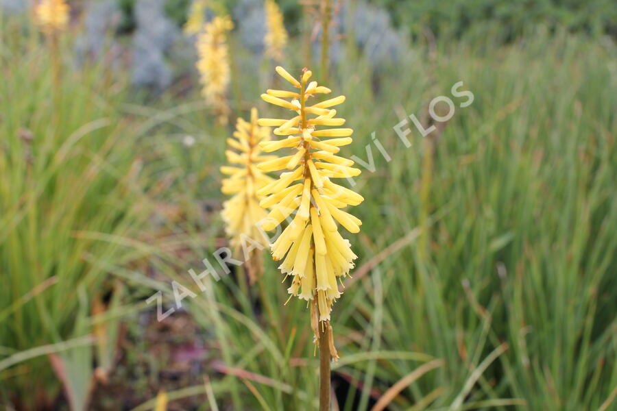 Kleopatřina jehla 'Vanille' - Kniphofia 'Vanille'