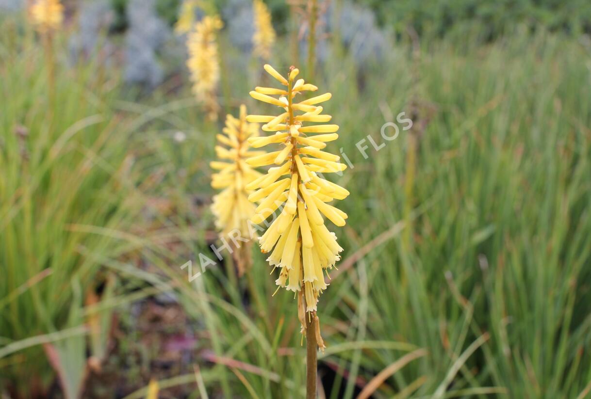 Kleopatřina jehla 'Vanille' - Kniphofia 'Vanille'