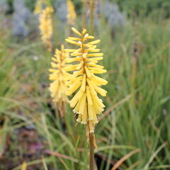 Kleopatřina jehla 'Vanille' - Kniphofia 'Vanille'