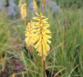 Kleopatřina jehla 'Vanille' - Kniphofia 'Vanille'