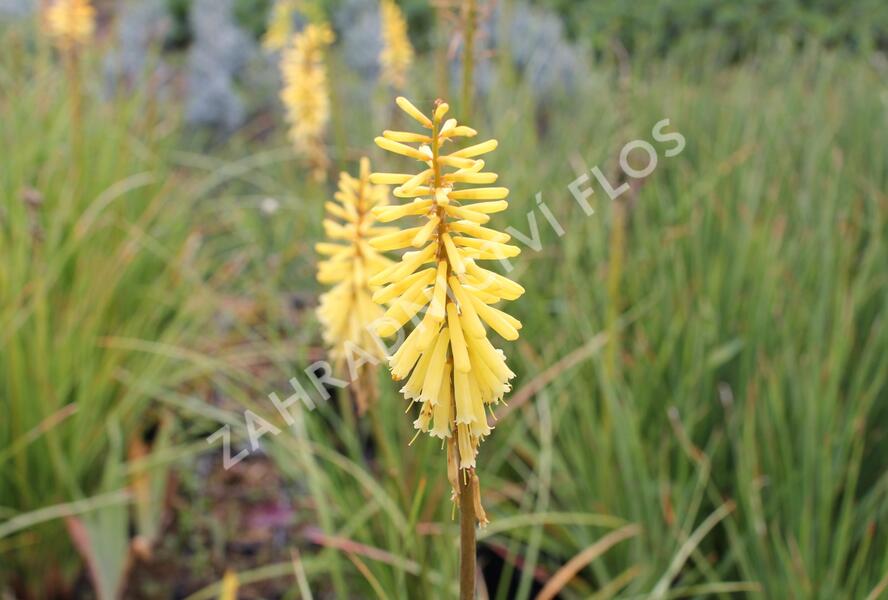 Kleopatřina jehla 'Vanille' - Kniphofia 'Vanille'