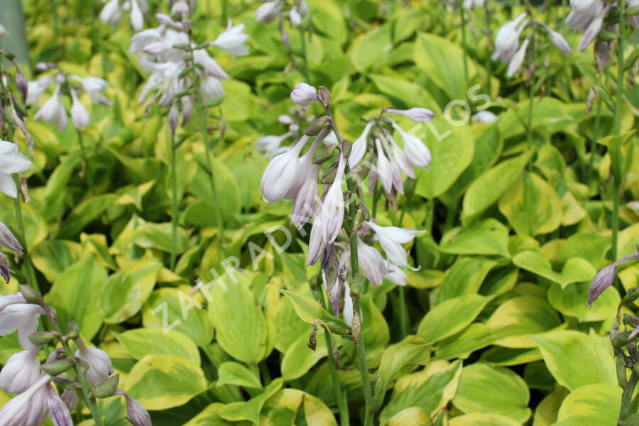 Bohyška 'Tom Schmid' - Hosta 'Tom Schmid'