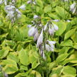 Bohyška 'Tom Schmid' - Hosta 'Tom Schmid'