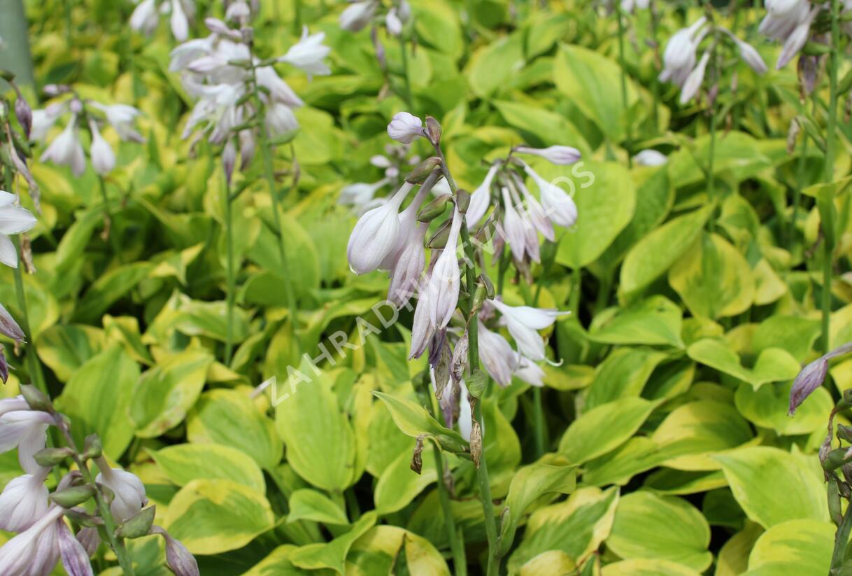 Bohyška 'Tom Schmid' - Hosta 'Tom Schmid'