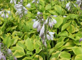 Bohyška 'Tom Schmid' - Hosta 'Tom Schmid'