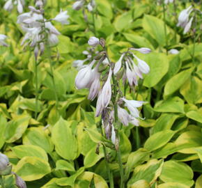 Bohyška 'Tom Schmid' - Hosta 'Tom Schmid'