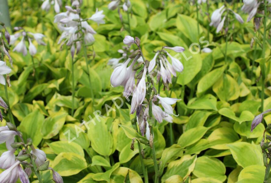 Bohyška 'Tom Schmid' - Hosta 'Tom Schmid'