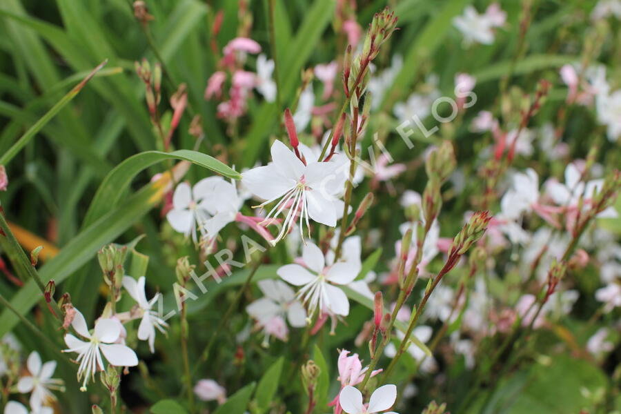 Svíčkovec 'Graceful White' - Gaura lindheimeri 'Graceful White'