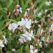 Svíčkovec 'Graceful White' - Gaura lindheimeri 'Graceful White'