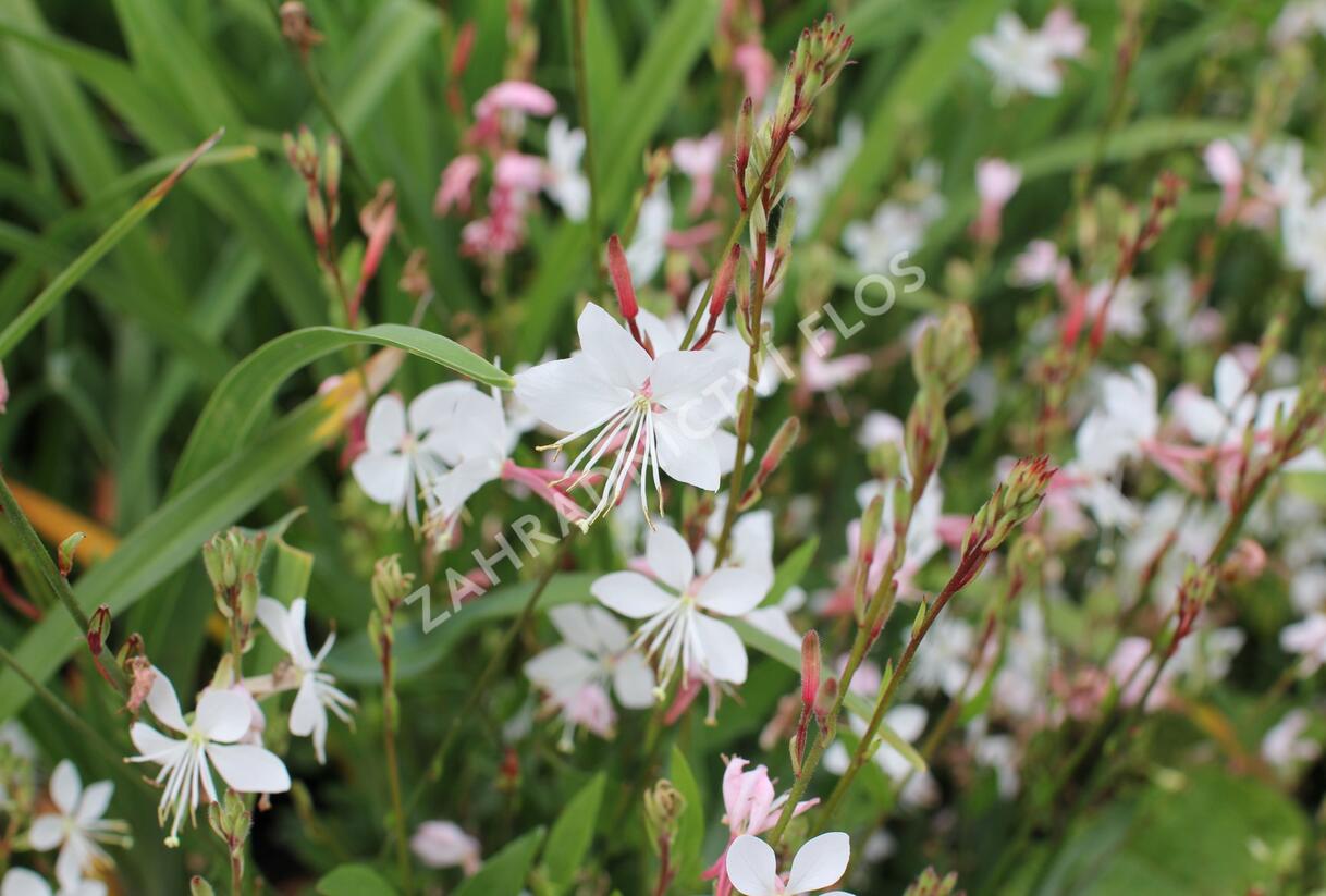 Svíčkovec 'Graceful White' - Gaura lindheimeri 'Graceful White'