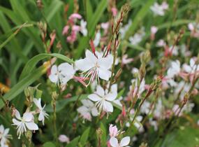 Svíčkovec 'Graceful White' - Gaura lindheimeri 'Graceful White'