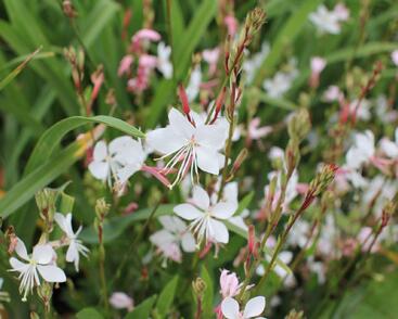Svíčkovec 'Graceful White'