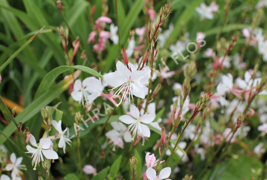 Svíčkovec 'Graceful White' - Gaura lindheimeri 'Graceful White'