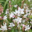 Svíčkovec 'Graceful White' - Gaura lindheimeri 'Graceful White'