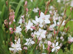 Svíčkovec 'Graceful White' - Gaura lindheimeri 'Graceful White'