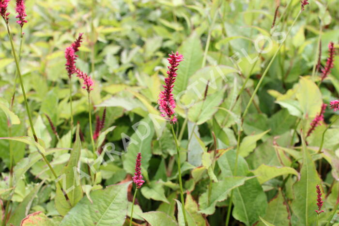 Rdesno objímavé 'Speciosa' - Bistorta amplexicaulis 'Speciosa'