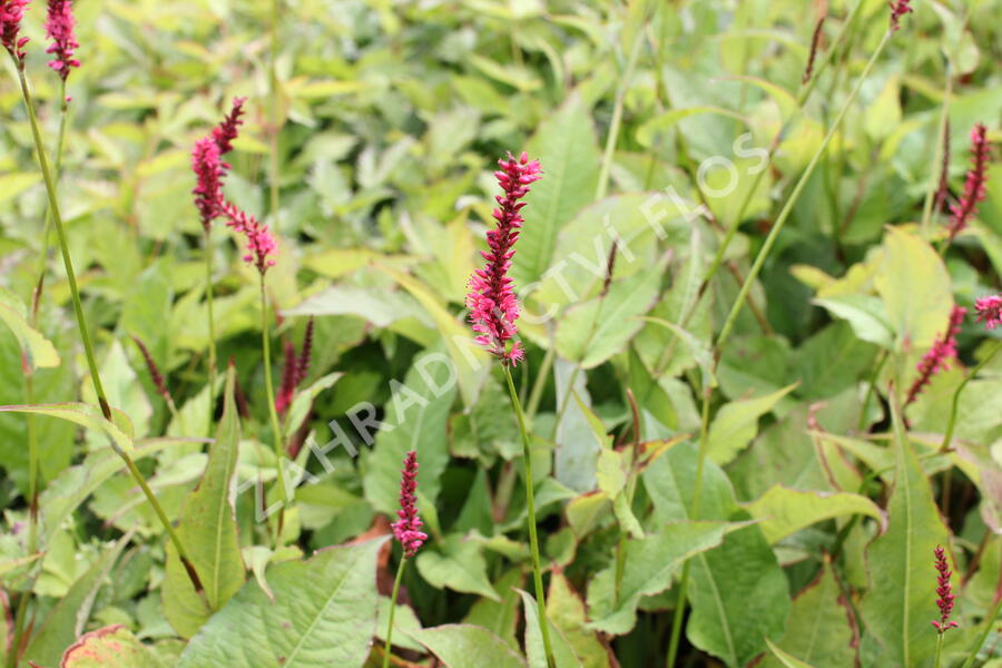 Rdesno 'Speciosa' - Bistorta amplexicaulis 'Speciosa'