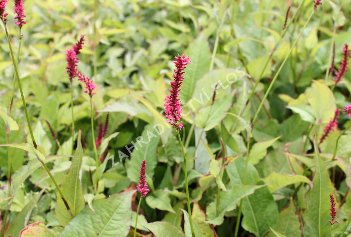 Rdesno objímavé 'Speciosa' - Bistorta amplexicaulis 'Speciosa'