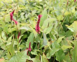Rdesno objímavé 'Speciosa'
