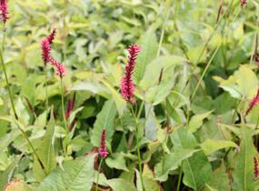 Rdesno objímavé 'Speciosa' - Bistorta amplexicaulis 'Speciosa'