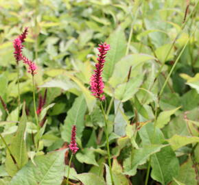 Rdesno 'Speciosa' - Bistorta amplexicaulis 'Speciosa'