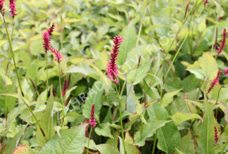 Rdesno objímavé 'Speciosa' - Bistorta amplexicaulis 'Speciosa'