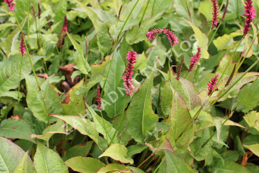 Rdesno objímavé 'Speciosa' - Bistorta amplexicaulis 'Speciosa'