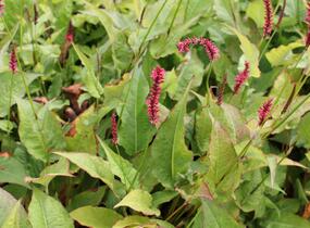 Rdesno objímavé 'Speciosa' - Bistorta amplexicaulis 'Speciosa'