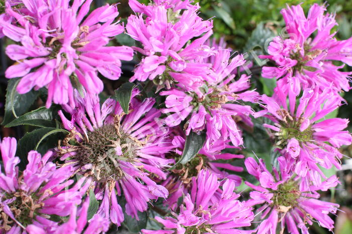 Zavinutka podvojná 'Petite Delight' - Monarda didyma 'Petite Delight'