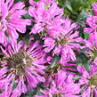 Zavinutka podvojná 'Petite Delight' - Monarda didyma 'Petite Delight'