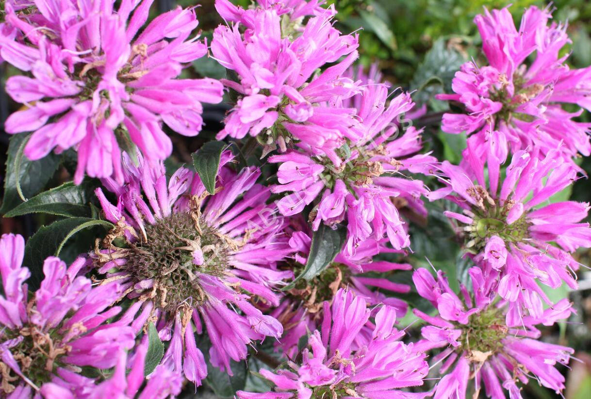 Zavinutka podvojná 'Petite Delight' - Monarda didyma 'Petite Delight'