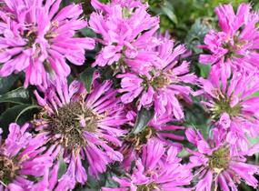 Zavinutka podvojná 'Petite Delight' - Monarda didyma 'Petite Delight'