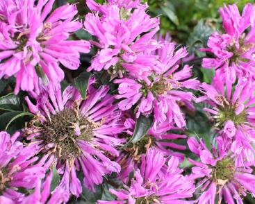 Zavinutka podvojná 'Petite Delight'